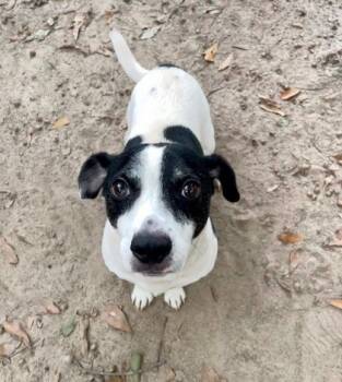 Rescue Terrier and Mixed Breed Dogs for Adoption in Spartanburg, South Carolina - Spot | PetCurious