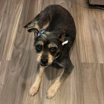 Bluebonnet -  Terrier Dog for Adoption in Warren, Rhode Island - Bluebonnet | PetCurious