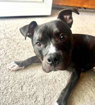 Tucker -  Terrier Dog for Adoption in Milwaukee, Wisconsin - Tucker | PetCurious