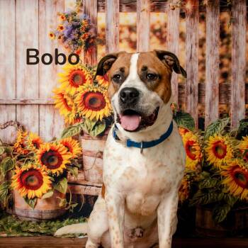 Bobo -  Boxer Dog for Adoption in Oak Ridge, Tennessee - Bobo | PetCurious