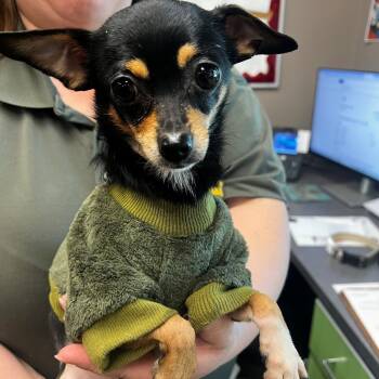 Rescue Chihuahua Dogs for Adoption in Bend, Oregon - George | PetCurious