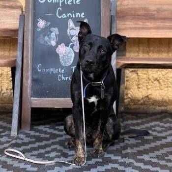 Sid -  Australian Shepherd and American Staffordshire Terrier Dog for Adoption in Lyndhurst, Virginia - Sid | PetCurious
