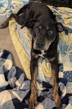 Labrador Retriever and Shepherd Dogs Available for Adoption in Tulsa, Oklahoma - Mayberry | PetCurious