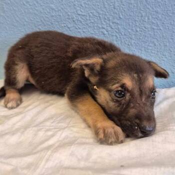 Gallahad 26-09-022 -  Shepherd and Mixed Breed Dog for Adoption in Bastrop, Texas - Gallahad 26-09-022 | PetCurious