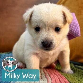 Golden Retriever and Labradoodle Dogs Available for Adoption in Friendswood, Texas - Milky Way Starlight | PetCurious
