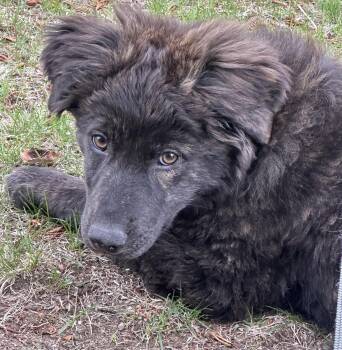 Great Pyrenees Dogs Available for Adoption in Brooklyn Center, Minnesota - Kim* | PetCurious