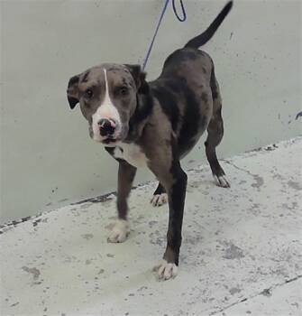Catahoula Leopard Dog Dogs Available for Adoption in Houston, Texas - RIMMY | PetCurious