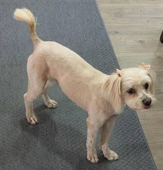 Terrier Dogs Available for Adoption - Tiffy | PetCurious