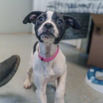Terrier Dogs Available for Adoption - Delta | PetCurious