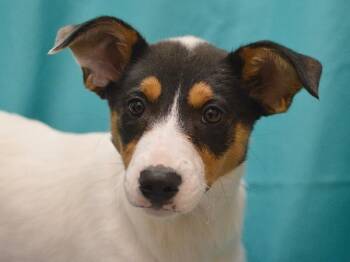 Lichen -  Mcnab Dog for Adoption in Portland, Oregon - Lichen | PetCurious