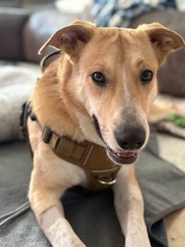 Shepherd and Golden Retriever Dogs Available for Adoption - Jovie | PetCurious