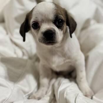 Spanky -  Pekingese Dog for Adoption in Houston, Texas - Spanky | PetCurious