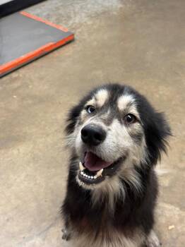 OSO -  Husky Dog for Adoption in Lockhart, Texas - OSO | PetCurious