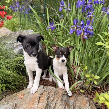Rat Terrier Dogs Available for Adoption in Media, Pennsylvania - Fern | PetCurious