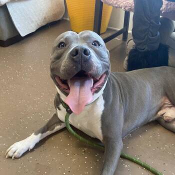 Pit Bull Terrier Dogs Available for Adoption - Deonte | PetCurious