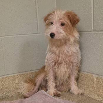 Enigma -  Terrier and Mixed Breed Dog for Adoption in Bristol, Indiana - Enigma | PetCurious