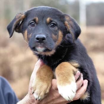 Rescue Black Mouth Cur Dogs for Adoption in Eastford, Connecticut - CT Moscow Mule | PetCurious