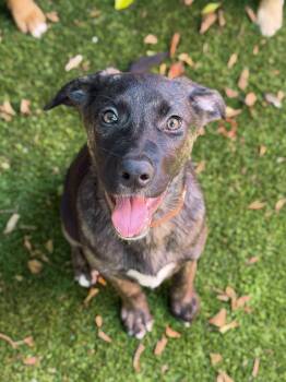 Cora -  Shepherd and Pit Bull Terrier Dog for Adoption in Glendale, Arizona - Cora | PetCurious