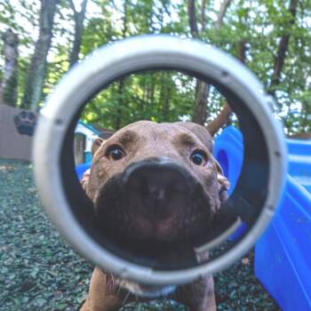Alpha -  Mixed Breed Dog for Adoption in Decatur, Georgia - Alpha | PetCurious