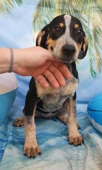 Shiloh -  Beagle and Mixed Breed Dog for Adoption in Elmira, New York - Shiloh | PetCurious