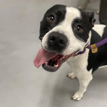 Marley -  Pit Bull Terrier Dog for Adoption in Philadelphia, Pennsylvania - Marley | PetCurious