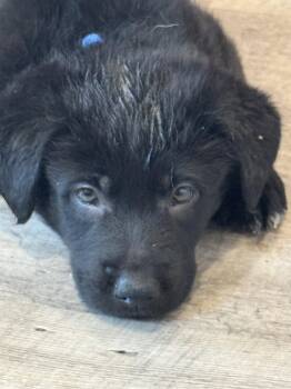 Labrador Retriever Dogs Available for Adoption in San Diego, California - Rosie