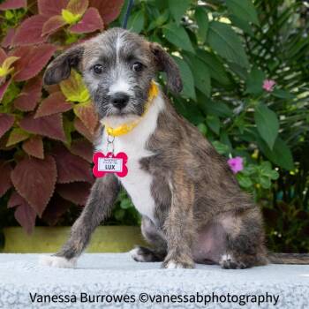 Lux -  Terrier Dog for Adoption in Wake Forest, North Carolina - Lux | PetCurious