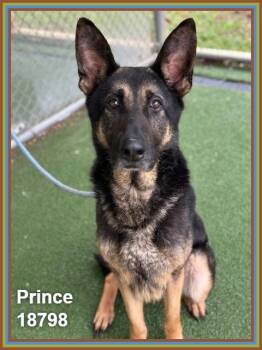 German Shepherd Dog Dogs Available for Adoption in Marietta, Georgia - PRINCE | PetCurious