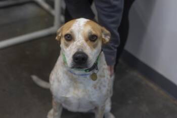 Rescue Australian Cattle Dog Blue Heeler and Labrador Retriever Dogs for Adoption in Mountain Home, Arkansas - Joy | PetCurious
