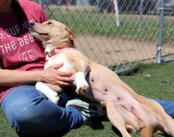 Labrador Retriever Dogs Available for Adoption in Jackson, Mississippi - Prim | PetCurious