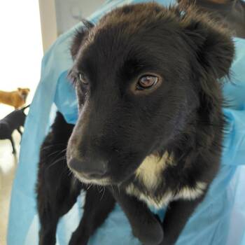 Mixed Breed Dogs Available for Adoption in Loxahatchee Groves, Florida - WOLF 8967 | PetCurious