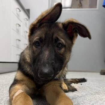 German Shepherd Dog Dogs Available for Adoption - Waldo | PetCurious