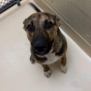 Teemo -  Mixed Breed Dog for Adoption in Winston-salem, North Carolina - Teemo | PetCurious