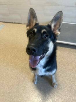 Rescue German Shepherd Dog Dogs for Adoption in Glendale, Arizona - Koda | PetCurious