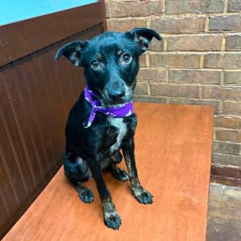 Foster Cricket -  Rat Terrier Dog for Adoption in Oswego, Illinois - Foster Cricket | PetCurious