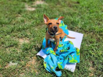 Opie -  Miniature Pinscher Dog for Adoption in Hazelwood, Missouri - Opie | PetCurious
