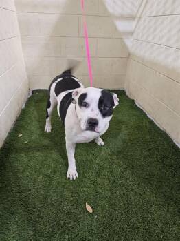 American Bulldog and Mixed Breed Dogs Available for Adoption - HAPPY | PetCurious