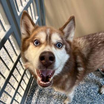 Brulee -  Husky and Mixed Breed Dog for Adoption in Binghamton, New York - Brulee | PetCurious