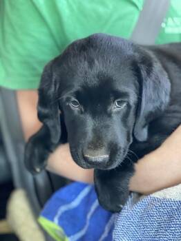 Skye -  Labrador Retriever and Golden Retriever Dog for Adoption in Troy, Virginia - Skye | PetCurious