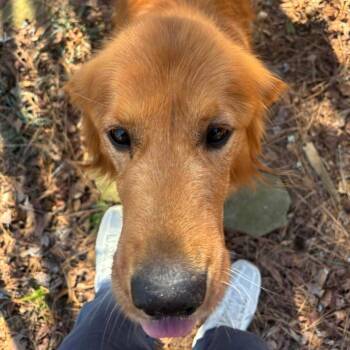 Golden Retriever Dogs Available for Adoption - Diablo | PetCurious