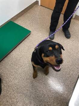 BEANS -  Rottweiler Dog for Adoption in Albuquerque, New Mexico - BEANS | PetCurious