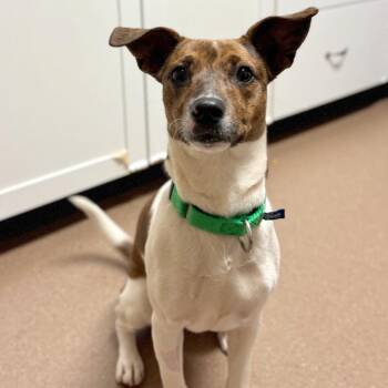 Lilly -  Mixed Breed Dog for Adoption in Hendersonville, North Carolina - Lilly | PetCurious