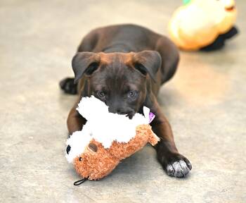 Rescue Chocolate Labrador Retriever Dogs for Adoption - Jordan | PetCurious