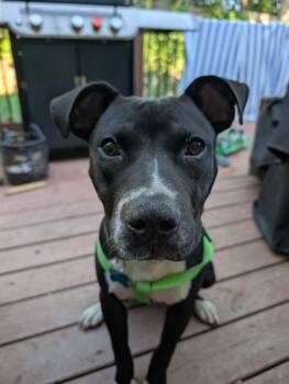 MSTJ McCluster -  Mixed Breed Dog for Adoption in Chamblee, Georgia - MSTJ McCluster | PetCurious