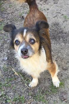 Maltese Dogs Available for Adoption - Mitzy | PetCurious