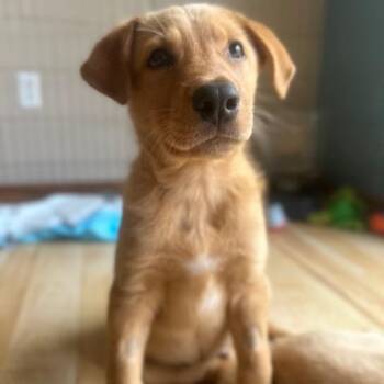 Hansel -  Mixed Breed Dog for Adoption in Buffalo, Minnesota - Hansel | PetCurious