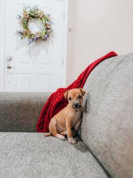 Boxer and Shar Pei Dogs Available for Adoption - Tiger | PetCurious