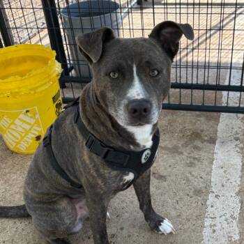 Mixed Breed Dogs Available for Adoption in Lake Jackson, Texas - Axel | PetCurious