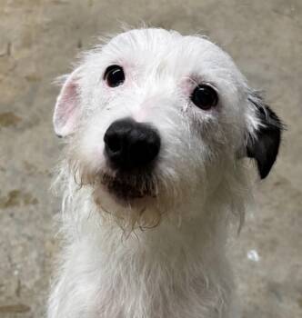 Prue -  Terrier and Border Collie Dog for Adoption in Covington, Louisiana - Prue | PetCurious