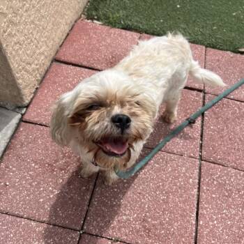 Lily -  Mixed Breed Dog for Adoption - Lily | PetCurious